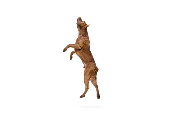 istock Dynamic image of purebred, adorable dog, American pitbull terrier jumping against white studio background 1532897461
