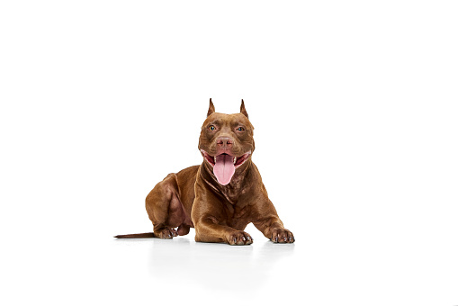 Purebred dog American pitbull terrier lying with tongue sticking out against white studio background. Smiling. Concept of animal lifestyle, vet, care, motion, beauty, breed, action. Copy space for ad