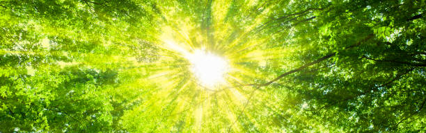 istock banner image of sunshine forest 1532898581