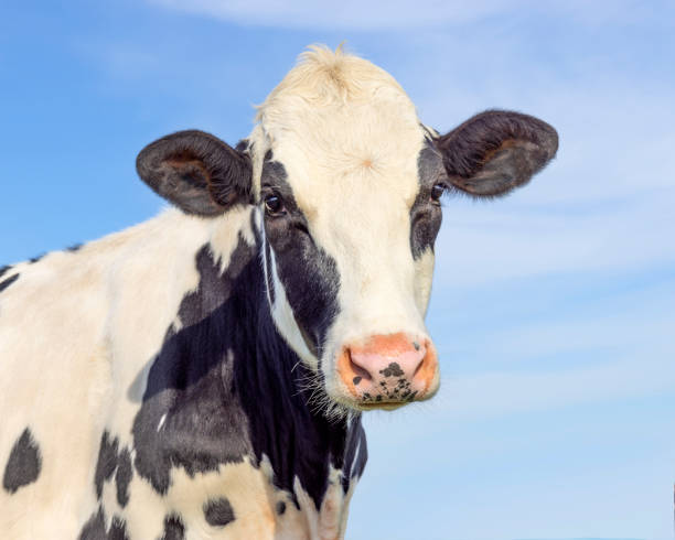 mucca carina in bianco e nero, mungitrice da latte dall'aspetto morbido, colpo medio, naso rosa e cielo blu - milker foto e immagini stock