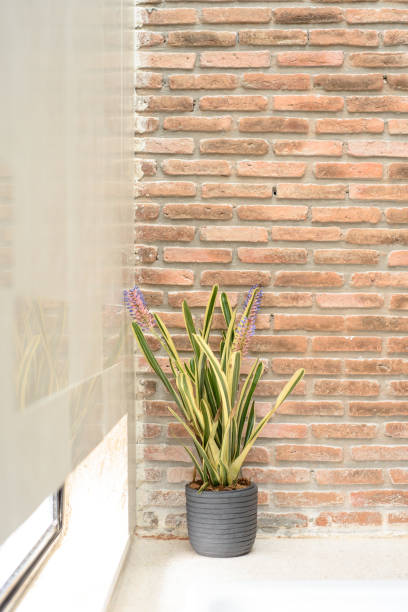 istock Natural Elegance: Ornamental Plants Flourish Against a Brick Wall Backdrop 1532933122