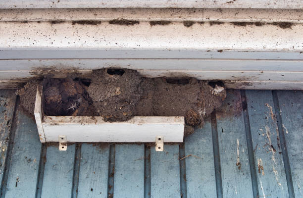 istock The common house martin (Delichon urbicum) nests 1532962357