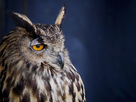 A close up of an Eagle Owl's (Bubo Bubo) head.