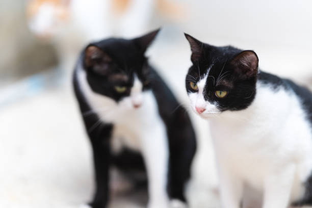 istock Two black and white short-haired Thai cats sit on the concrete floor. 1532995294