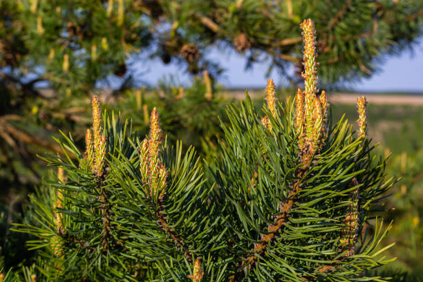 sylvestris Scotch European red pine Scots or Baltic pine. closeup macro selective focus branch with cones flowers and pollen over out of focus background with copyspace sylvestris Scotch European red pine Scots or Baltic pine. closeup macro selective focus branch with cones flowers and pollen over out of focus background with copyspace. dwarf pine trees stock pictures, royalty-free photos & images