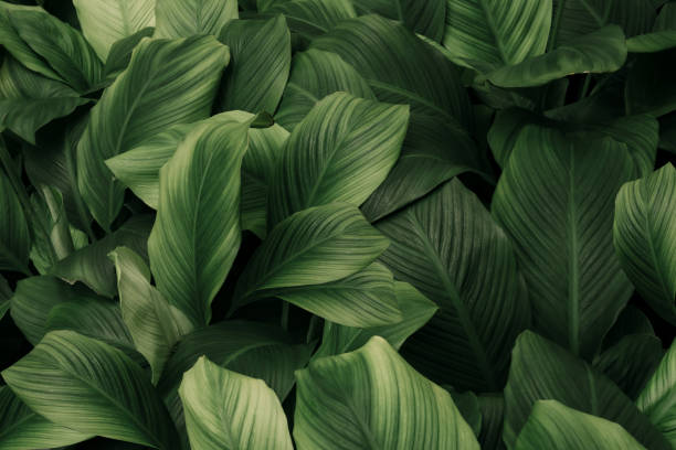 istock tropical leaves, abstract green leaves texture, nature background 1533000622