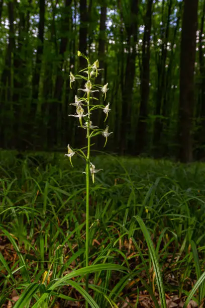 Platanthera bifolia, commonly known as the lesser butterfly-orchid is a species of orchid in the genus Platanthera. Blossom in the forest.