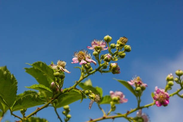 Soft pink blackberry flowers and buds in spring - Rubus fruticosus.