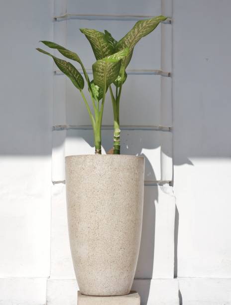 istock ornamental plants in large ceramic pots with white striped walls 1533025332