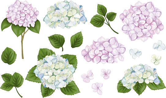 Vector Botanical Set. Hydrangea flowers, branches and leaves, blue and pink buds. Flowers and leaves on white background