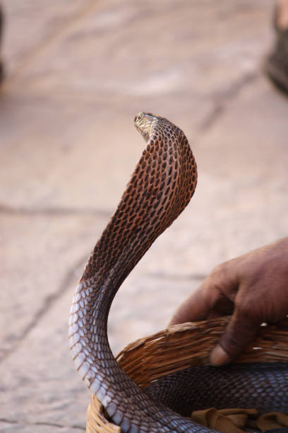 istock rattlesnake in a wicker basket 1533050053