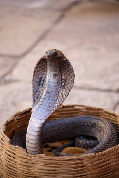 rattlesnake in a wicker basket rattlesnake in a wicker basket snake hood stock pictures, royalty-free photos & images