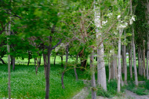 farm view with green wheat plantation