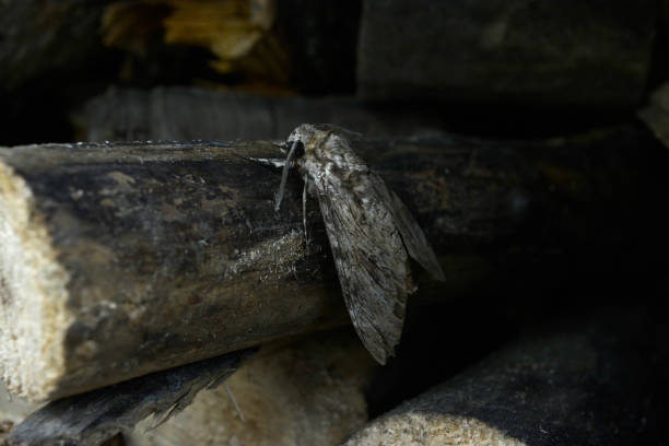 istock Bindweed hawk hawk moth (Agrius convolvuli)close-up camouflaged sitting on dry wood. 1533097714