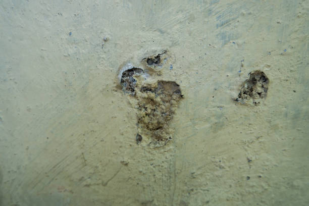 istock A wall was moldy and almost peeling off due to dampness. 1533106579