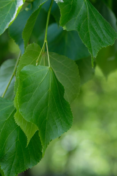 istock bright green leaves close up 1533123996