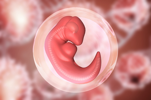 Human fetus on scientific background. 3d illustration