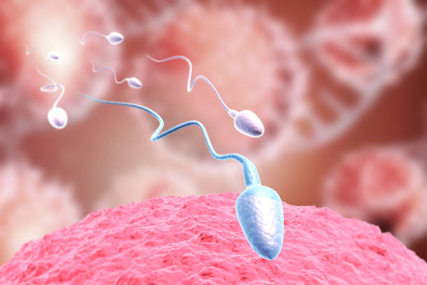 istock Female egg and male sperm 1533130785