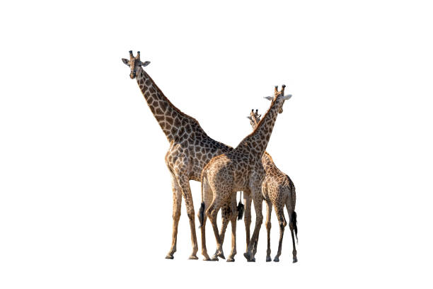 istock Three South African giraffes isolated in white 1533152652