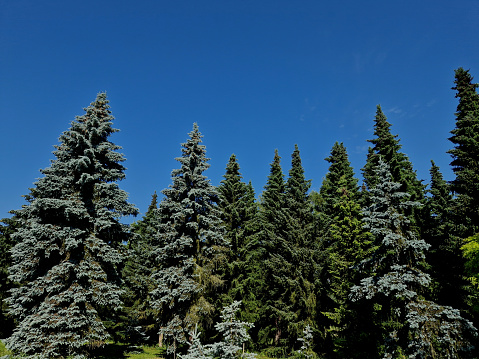 The blue spruce, also commonly known as green spruce, Colorado, or Colorado blue spruce, is a species of spruce tree. It is native to North America, abies, glauca, pungens