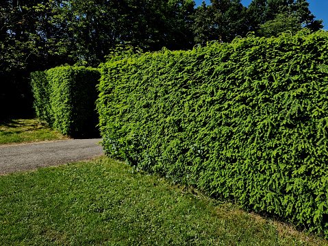 hornbeams, yews and boxwoods shaped into giant cone shapes with rounded cone-shaped tips. Tall hedges of bosquets evergreen rich colors of the French Baroque garden, blue sky, canadensis, tsuga, taxus baccata, yew