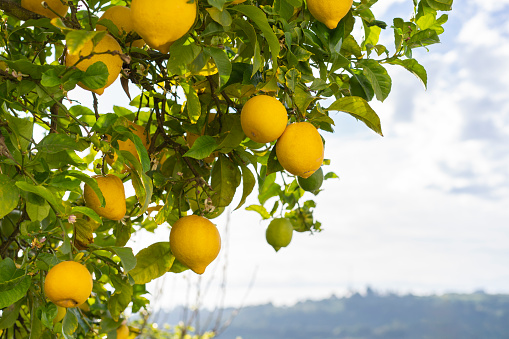Various yellow type fresh ripe lemon fruits on tree branch. Group of organic lemon orchad on sunny warm light with shallow depth of field. Pure antioxidant vitamin C. Natural food background with copy space.