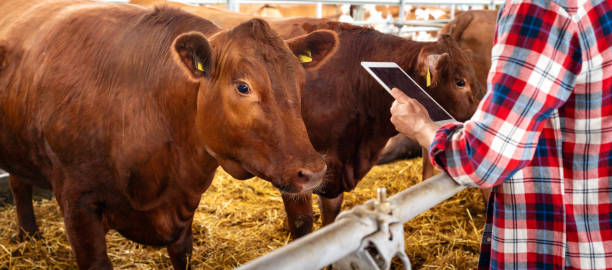 istock Animals health and condition control at livestock farm using wireless technology digital tablet and microchip. 1533214407