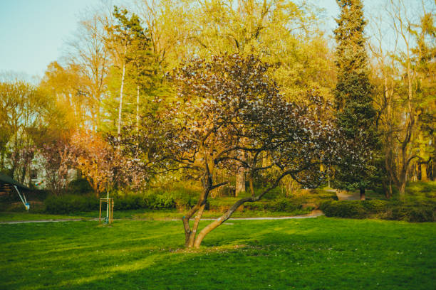 Blooming tree in the park on a spring day.