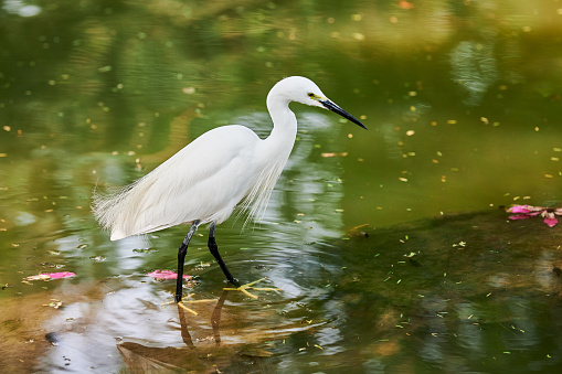 Little Egret small heron white bird hunting on lake in indian Lodi Gardens city park in New Delhi, beautiful white heron bird stands on pond water surface and looks for feed, Little Egret small heron