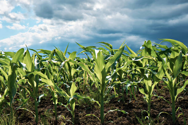 istock Corn field close-up on the background of rain clouds. 1533242681