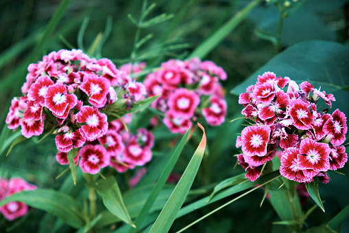 Turkish carnation flowers, selective focus.