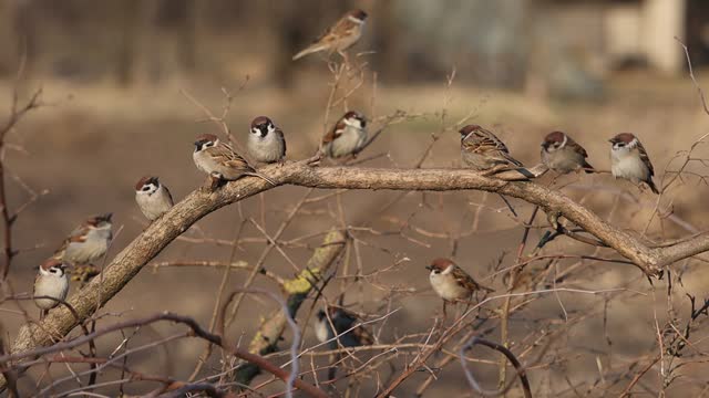 sparrows sit in a row on a branch