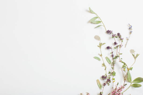 istock dried flowers on white background 1533267026