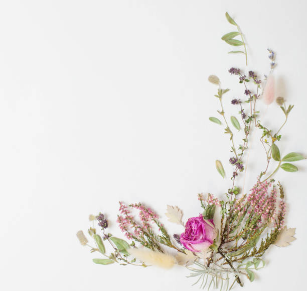 istock dried flowers on white background 1533267081