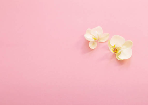 istock white orchid flowers on pink ackground 1533267643