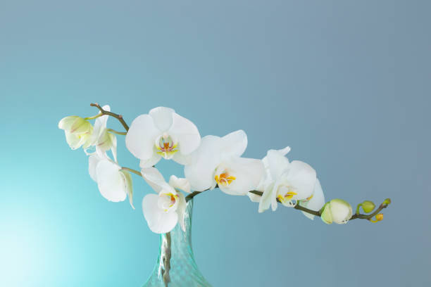 istock bunch of white orchid on blue background 1533267667