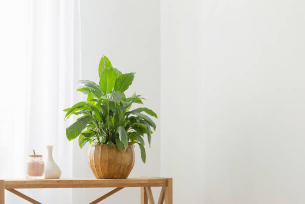 istock white home interior with houseplants on wooden shelf 1533268110