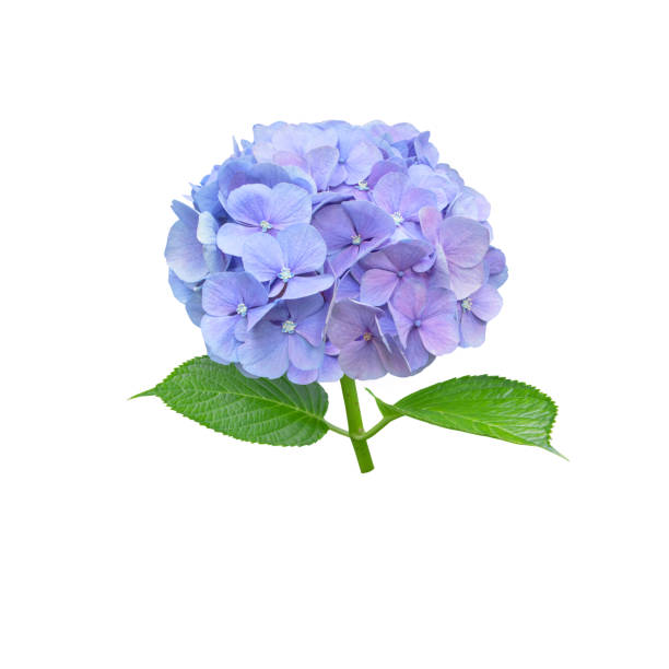 Celestial blue flower closeup isolated on white. Hortensia flowering plant.