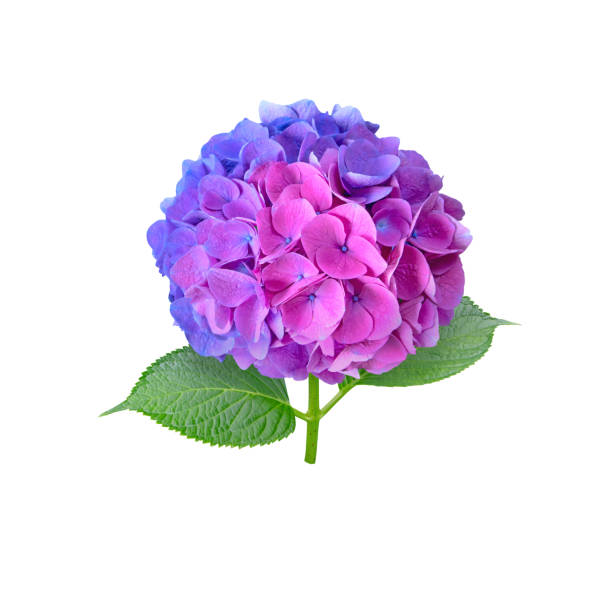Hydrangea flower head split down in color isolated on white. Half blue and half pink inflorescence. Bicolor hortensia flowering plant.