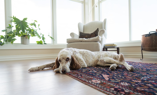 English Setter relaxing on a Persian carpet in an elegant home.