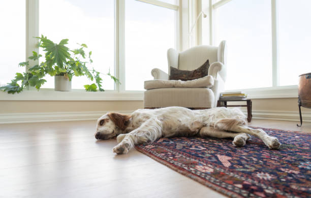 istock English Setter on the floor, Vestfold Norway 1533293834