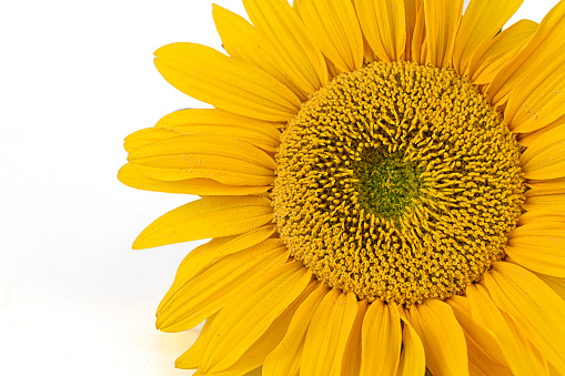 Macro image of sunflower