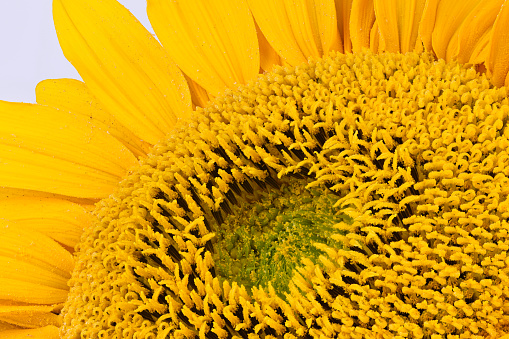 Macro image of sunflower