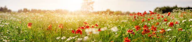 istock Panoramic view of the field with wild flowers. 1533326669