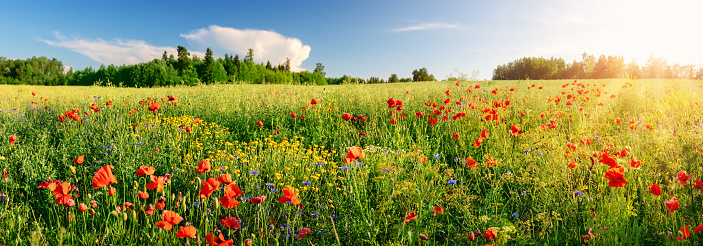 Mix of various flowers as zinnia or dahlia, marigold and alyssum in ornamental flowerbed of a green lawn.  Horticultural bed