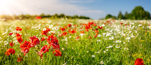 istock Panoramic view of the field with wild flowers. 1533328232