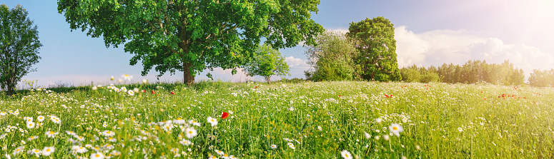 Panoramic view of the field with alot of daisies and the maple tree on it. Beautiful background of the natural park.