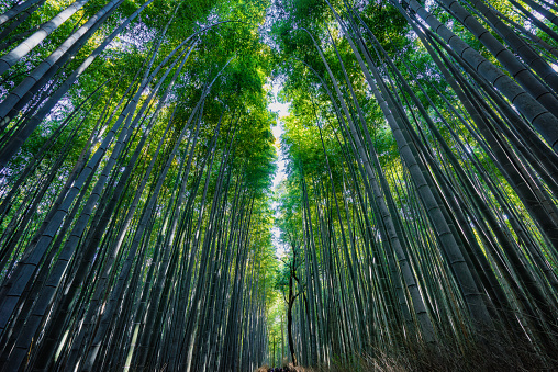 The wide Japanese bamboo forest makes people feel spacious.