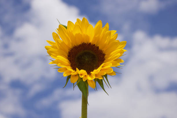 Sunflower reaching for its rightful place in the sky on a summer's day.