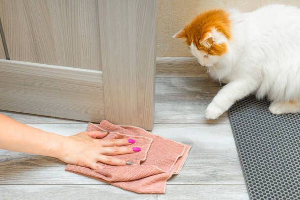 istock the cat peed on the floor in the room 1533355061